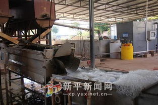 调结构促增收，新化乡百亩黄姜喜迎丰收
